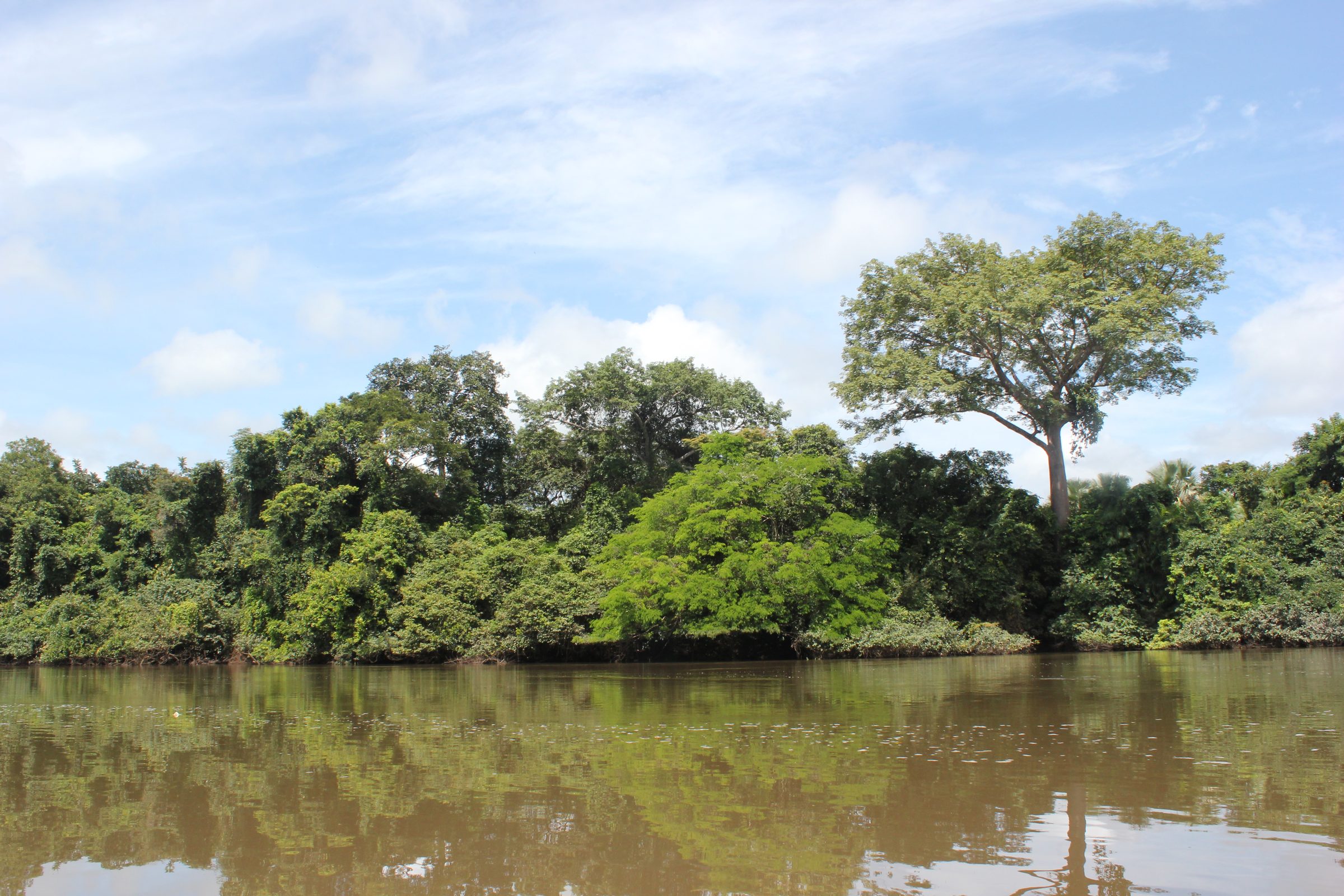 Forest and a tall tree on the bank of the Kaba River in Outamba-Kilimi National Park, Sierra Leone